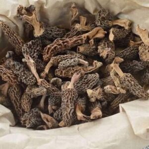 himalayan gucchi mushroom